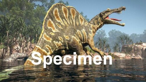 spinosaurus b