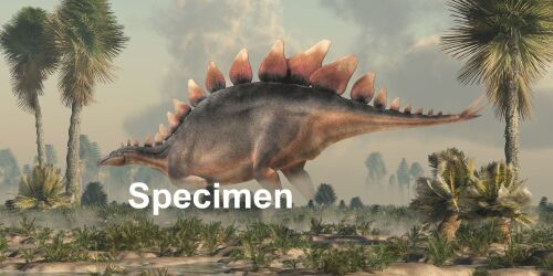 stegosaurus b