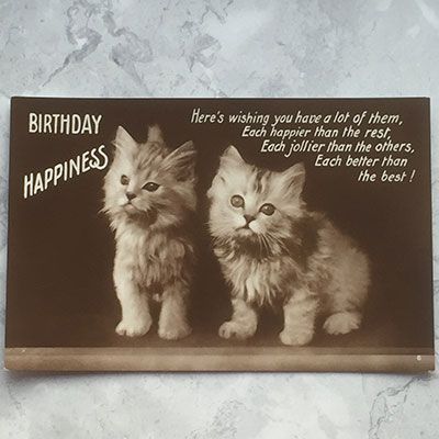 Birthday Happiness - Two Cats