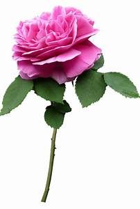 COMING SOON Rose Night Cream