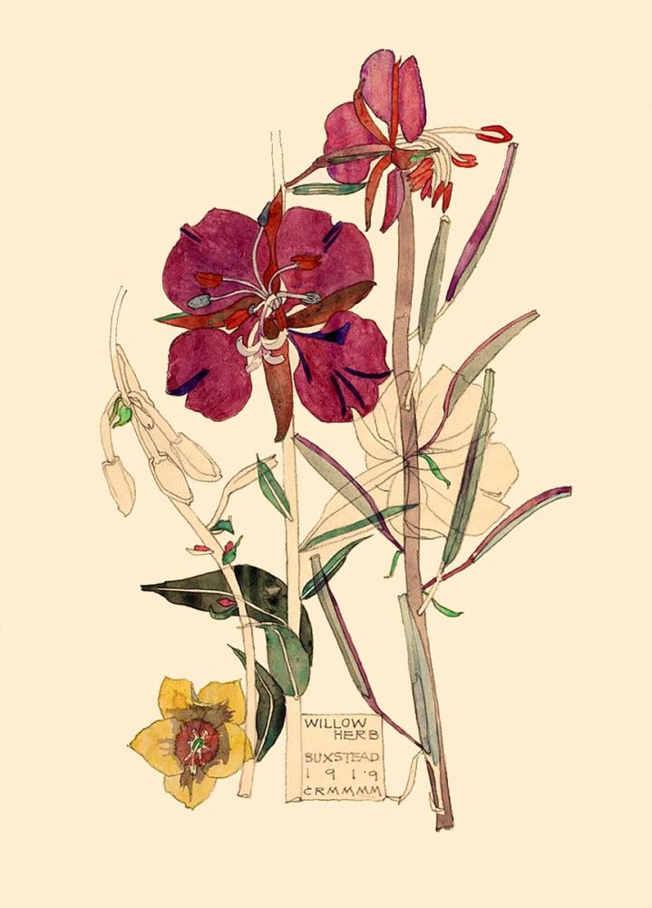 Charles Rennie Mackintosh: Willow Herb, Buxstead, 1919