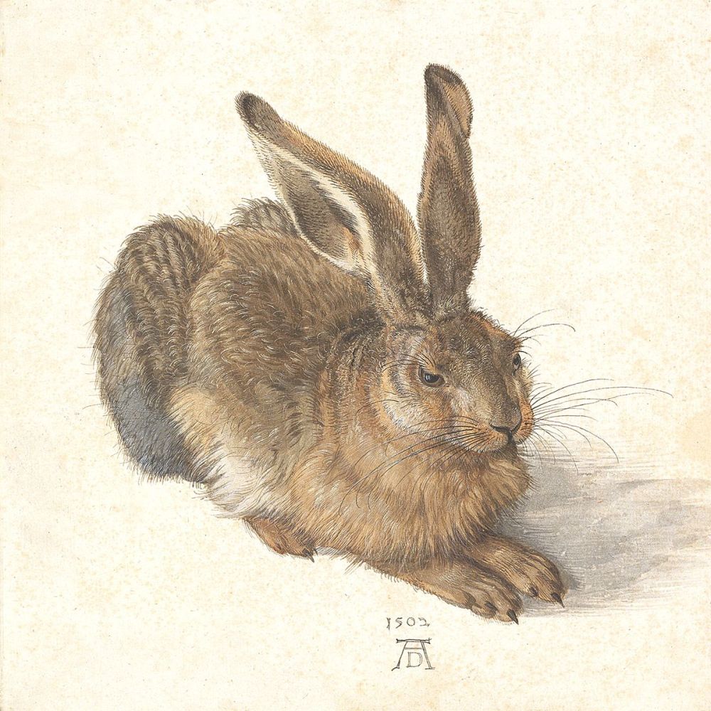 Albrecht Dürer: Young Hare, 1502
