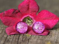 Bright pink dichroic glass stud earrings
