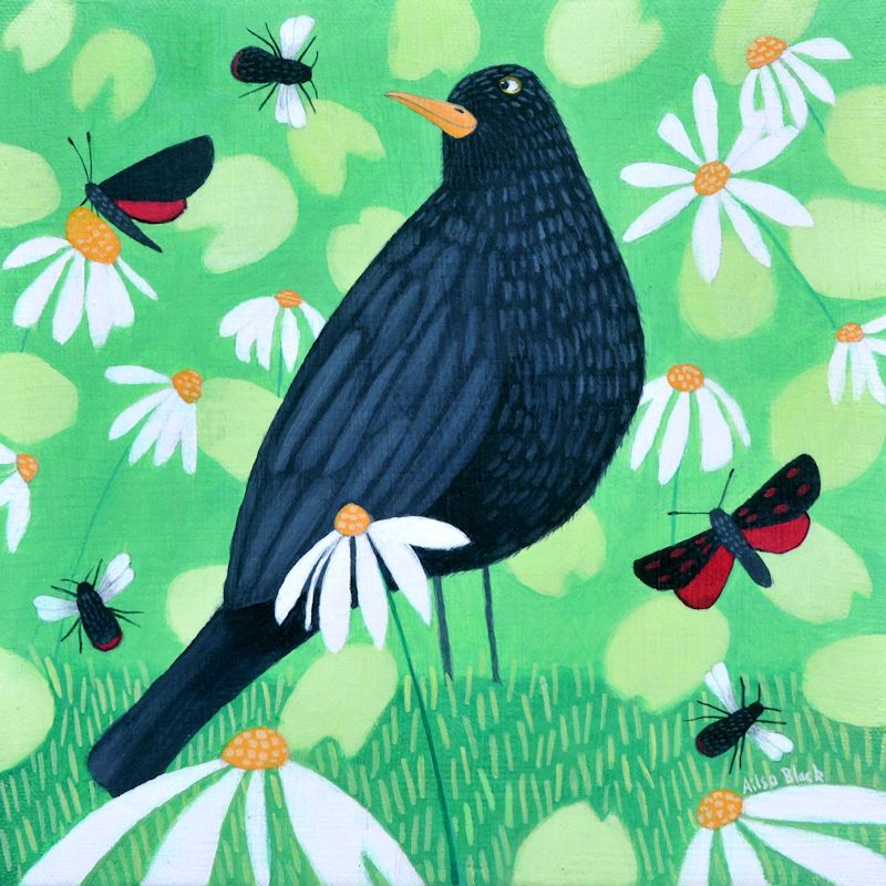 "Buzzing the Blackbird" Blackbird and red tailed bee medium art print