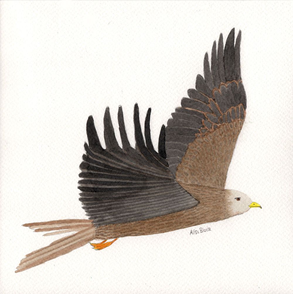 Red Kite - pencil and ink drawing