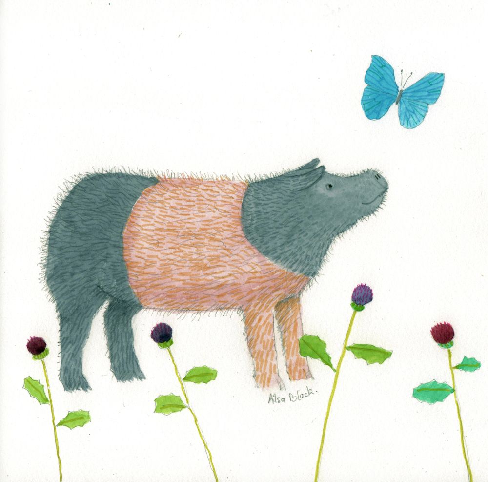 Watercolour drawing of a Saddleback Pig
