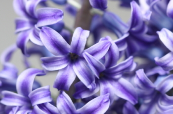 Hyacinth 50ml (BN 161121)