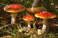 Magic Mushroom 50ml (BN 210420)