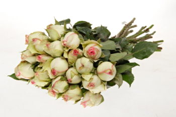 Rosebuds (Cosmetics Only) 50ml (BN 1686)