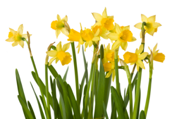 Daffodil 50ml (BN 1646) *DISCONTINUED*