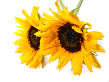 Sunflower 50ml (BN 6098)