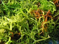 Seaweed 50ml (BN 5803)