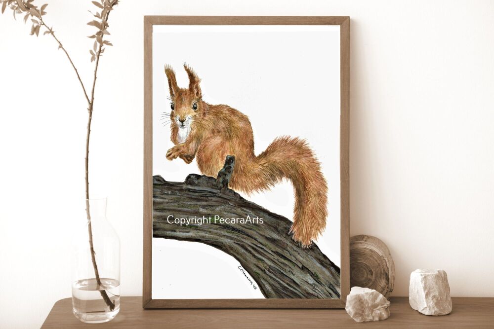 Squirrel watching, A4 Giclee print.