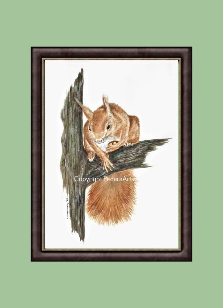 Red Squirrel looking down, A4 Giclee print of original artwork.