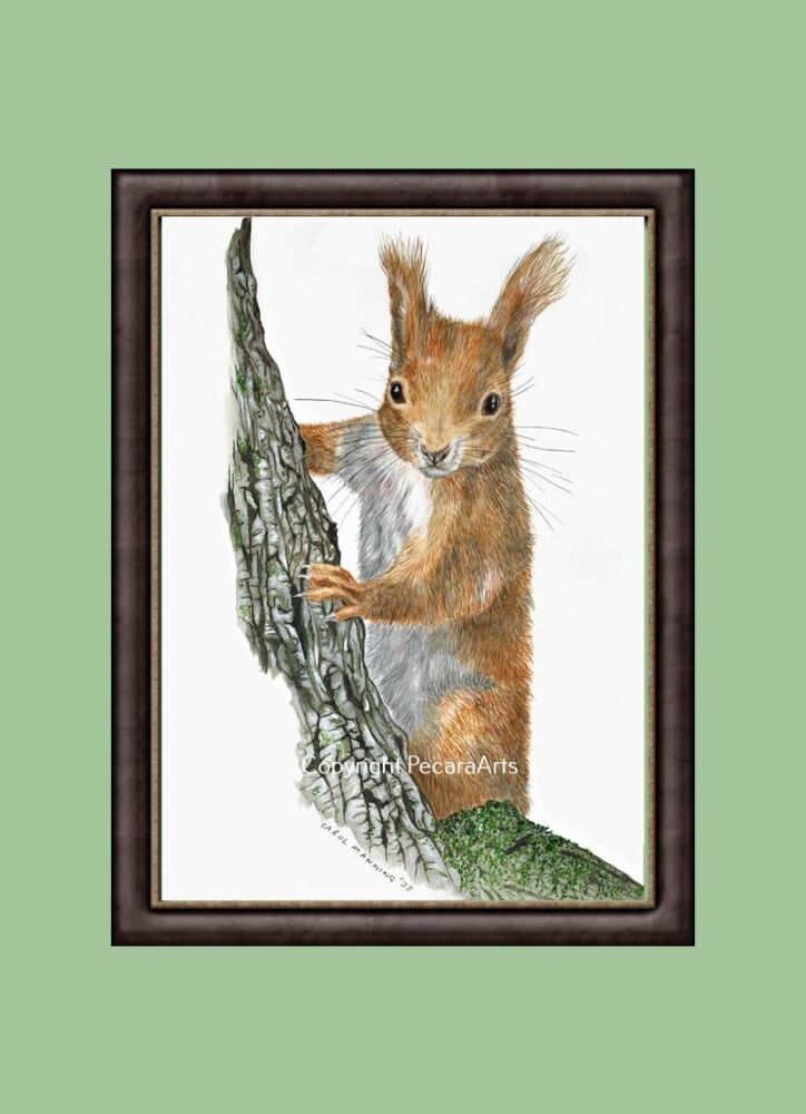 Curious squirrel, A4 Giclee print.