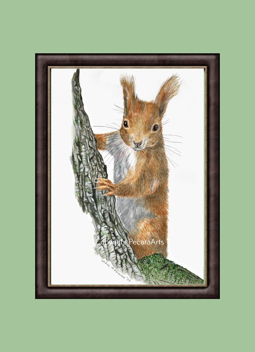 Red Squirrel watching.