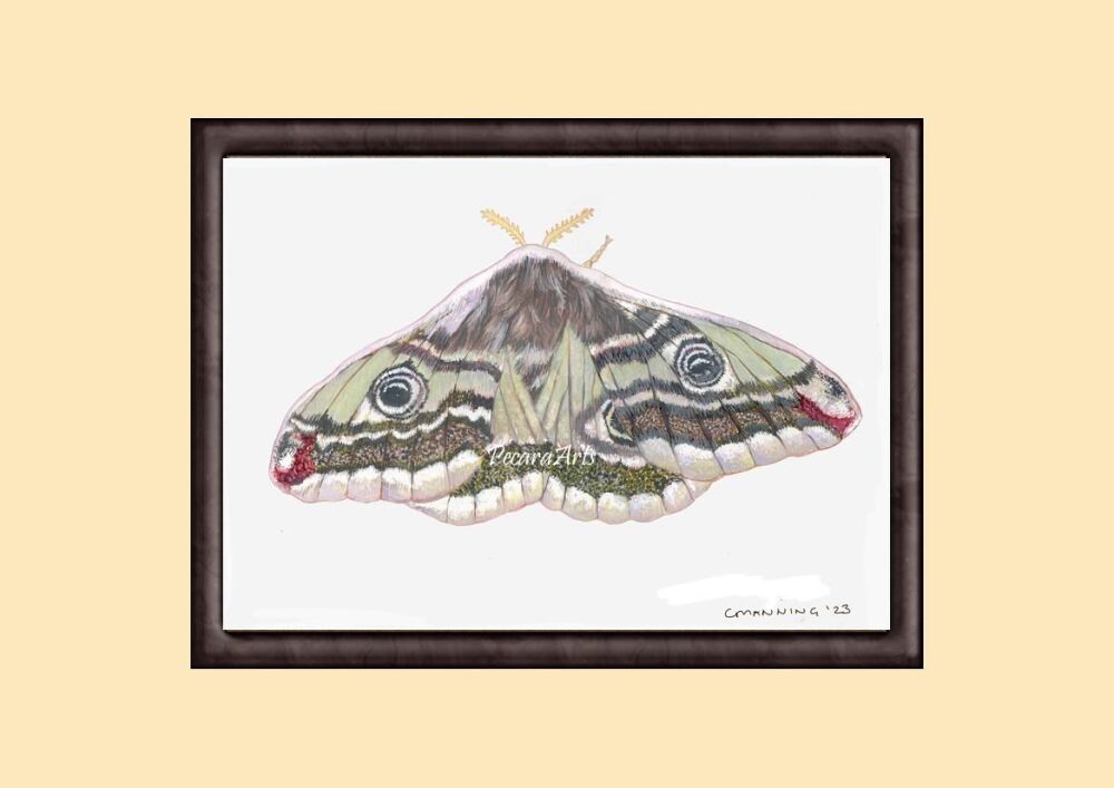 Emperor Moth. A4 Giclee print of original watercolour.