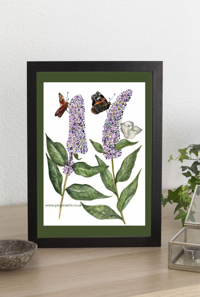 Buddleia and butterflies, A4 Giclee print.