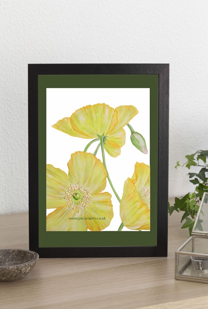 Yellow poppies. A4 Giclee print of original watercolour.