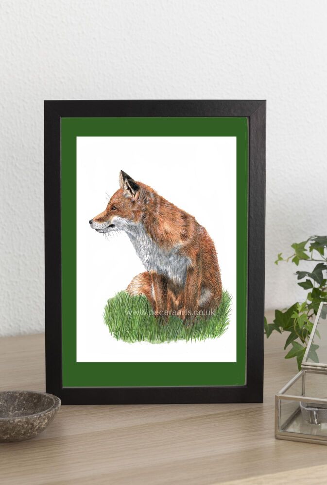 Fox watching. A4 Giclee Print of original watercolour. As seen on You Tube.