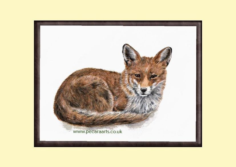 Fox laying down, Giclee art print, A4 or A3