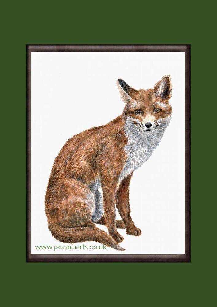 Fox sitting, Giclee art print. A4 or A3