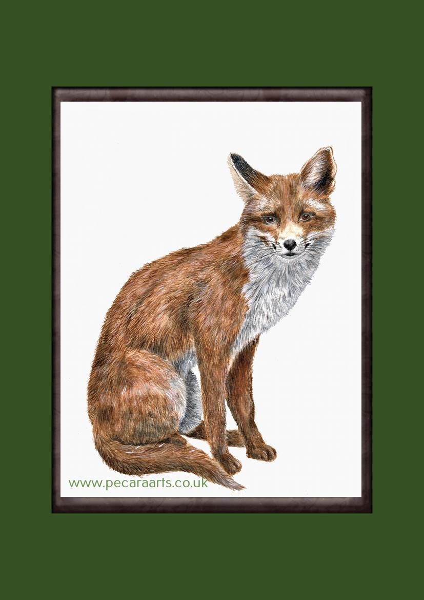 Fox sitting, Giclee art print.