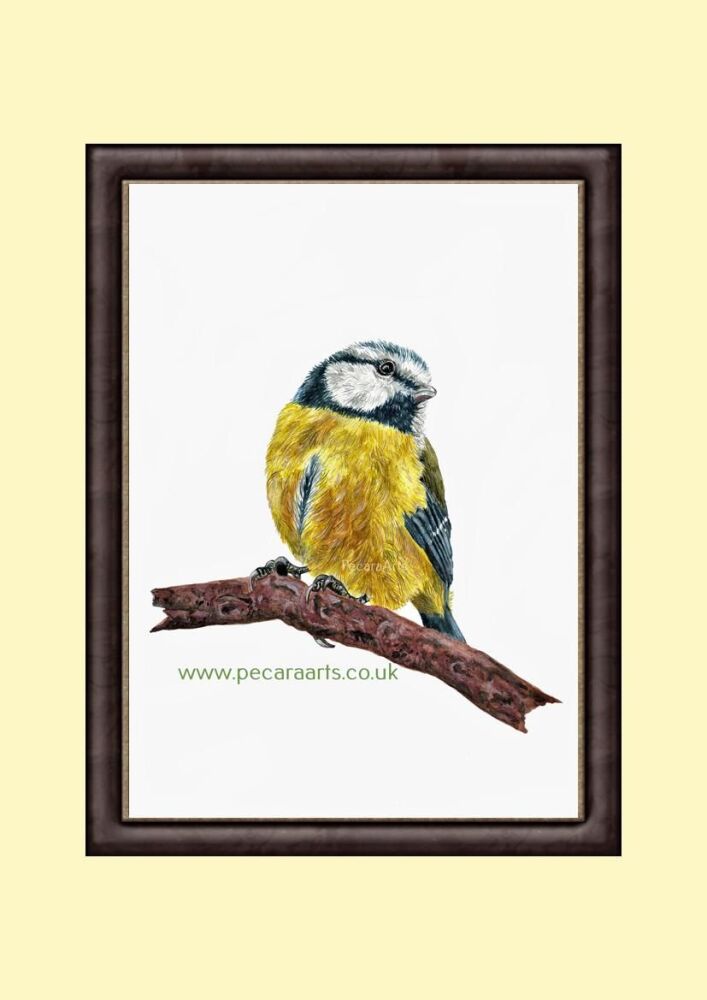 Blue tit, A4 Giclee print