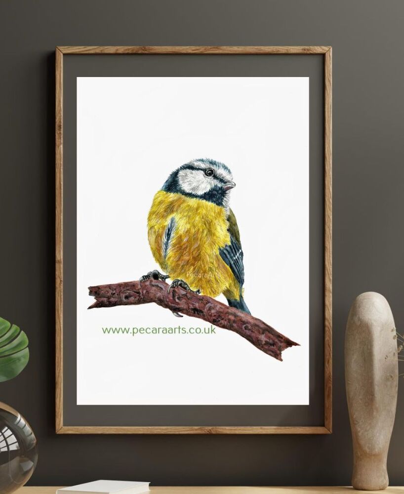 Blue tit. Fine art print of original watercolour. As seen on my You Tube channel.
