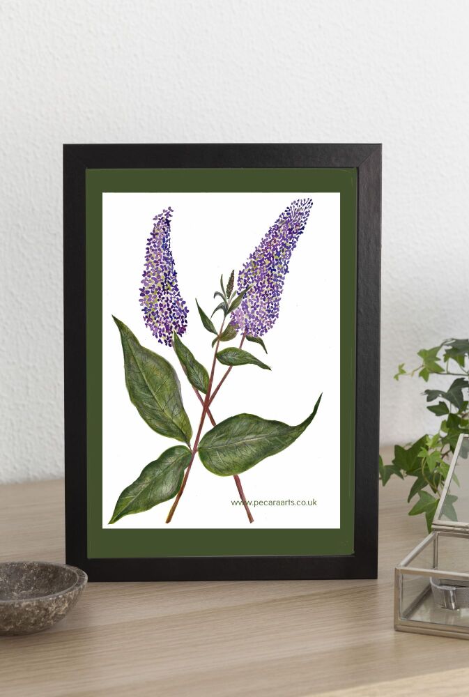 Buddleia flowers. Fine art print of original watercolour.