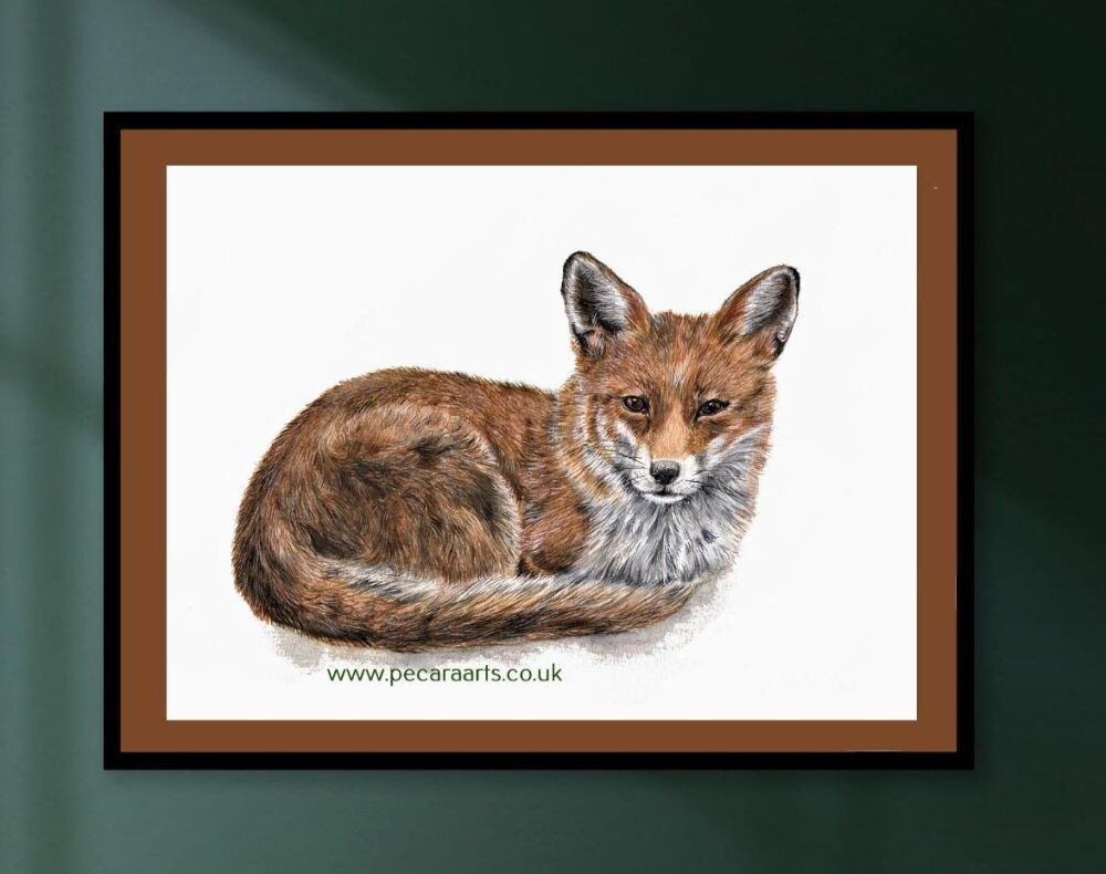 Fox laying down.  Fine art print of original watercolour.
