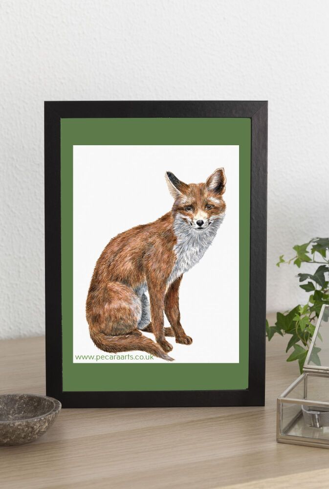 Fox sitting.  Fine art print of original watercolour.
