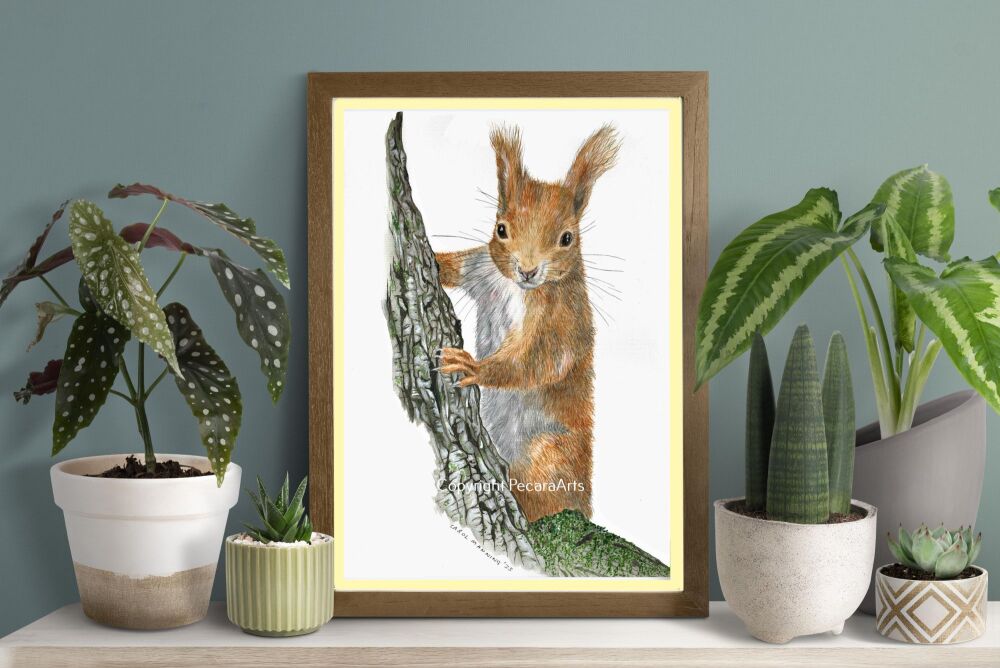 Curious squirrel. Fine art print of original watercolour.