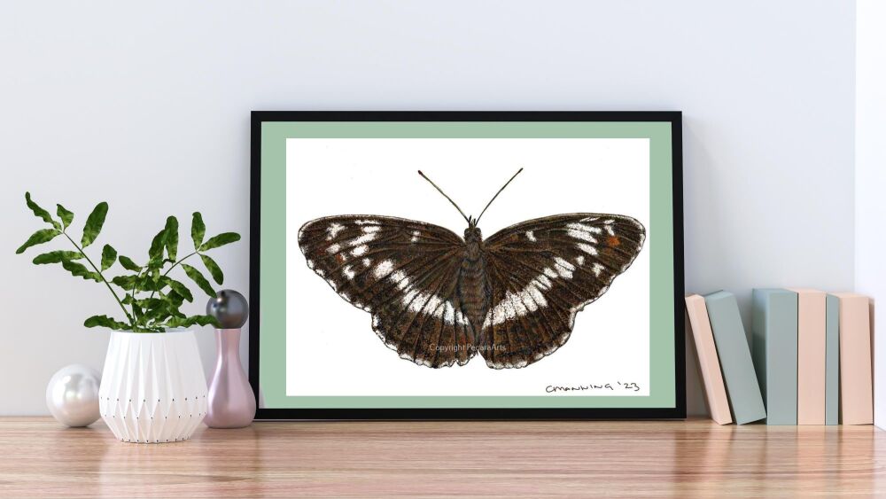 White admiral butterfly, A5 Fine art print of original watercolour.