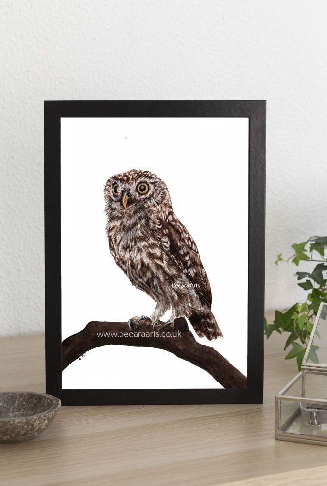 Little Owl.  Fine art print of original watercolour. As seen on my You Tube channel.