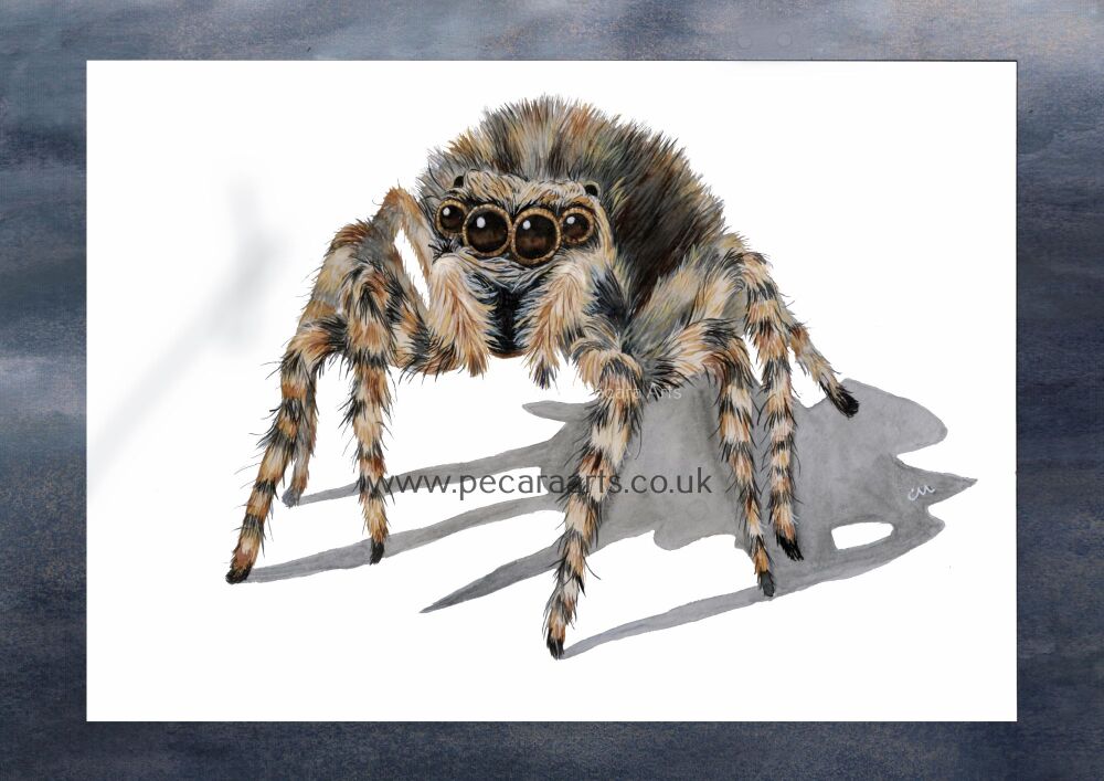 Jumping Spider, Fine Art Print of original watercolour.