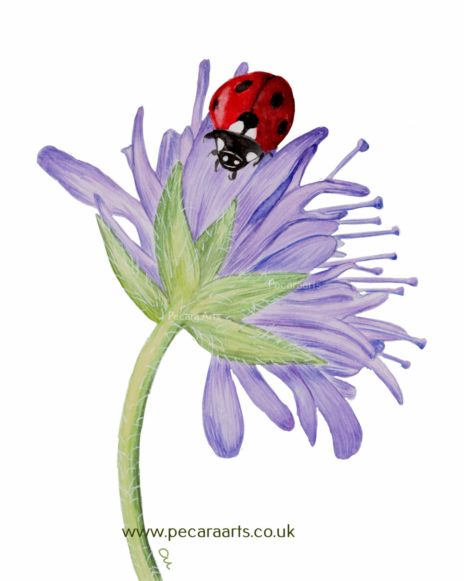 ladybird on lavender cornflower1.jpg