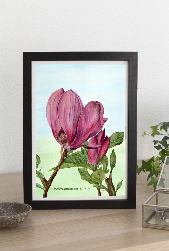 Dusky pink Magnolia flowers with background. Fine art print of original watercolour.