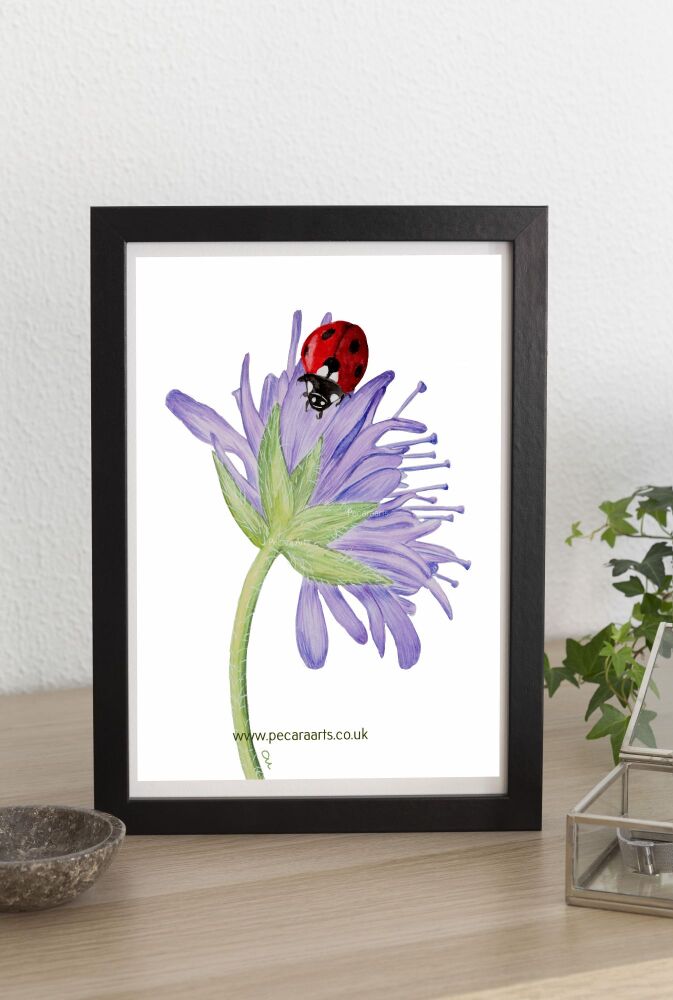 Ladybird on lavender coloured cornflower. Fine art print of original watercolour.