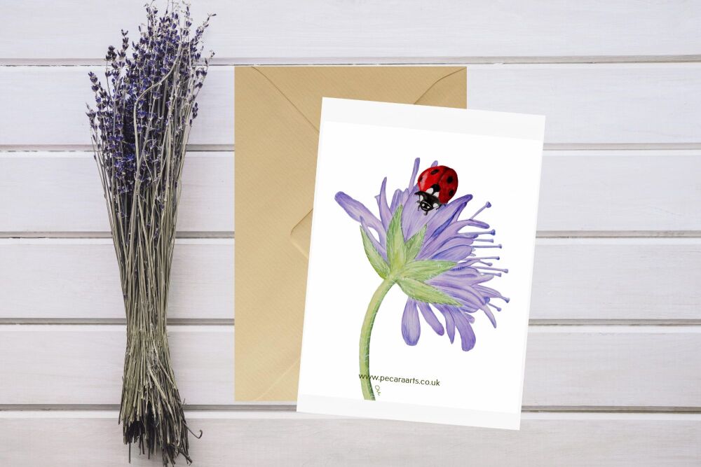 Ladybird on lavender cornflower. 5x7 print.