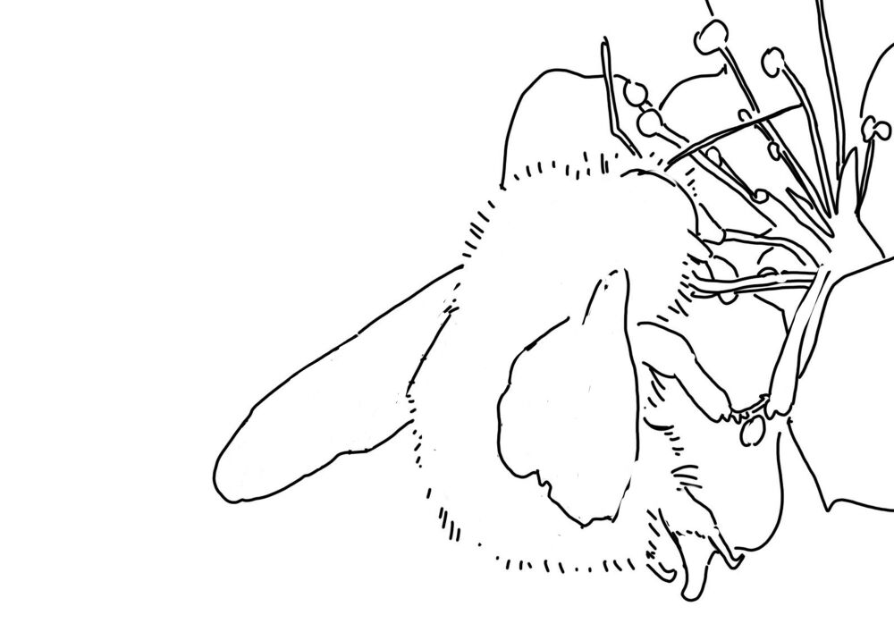 Bee on white blossom PDF basic outline