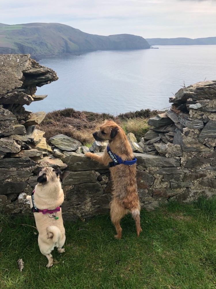 Professional dog groomer in Huddersfield. Same day appointments maybe