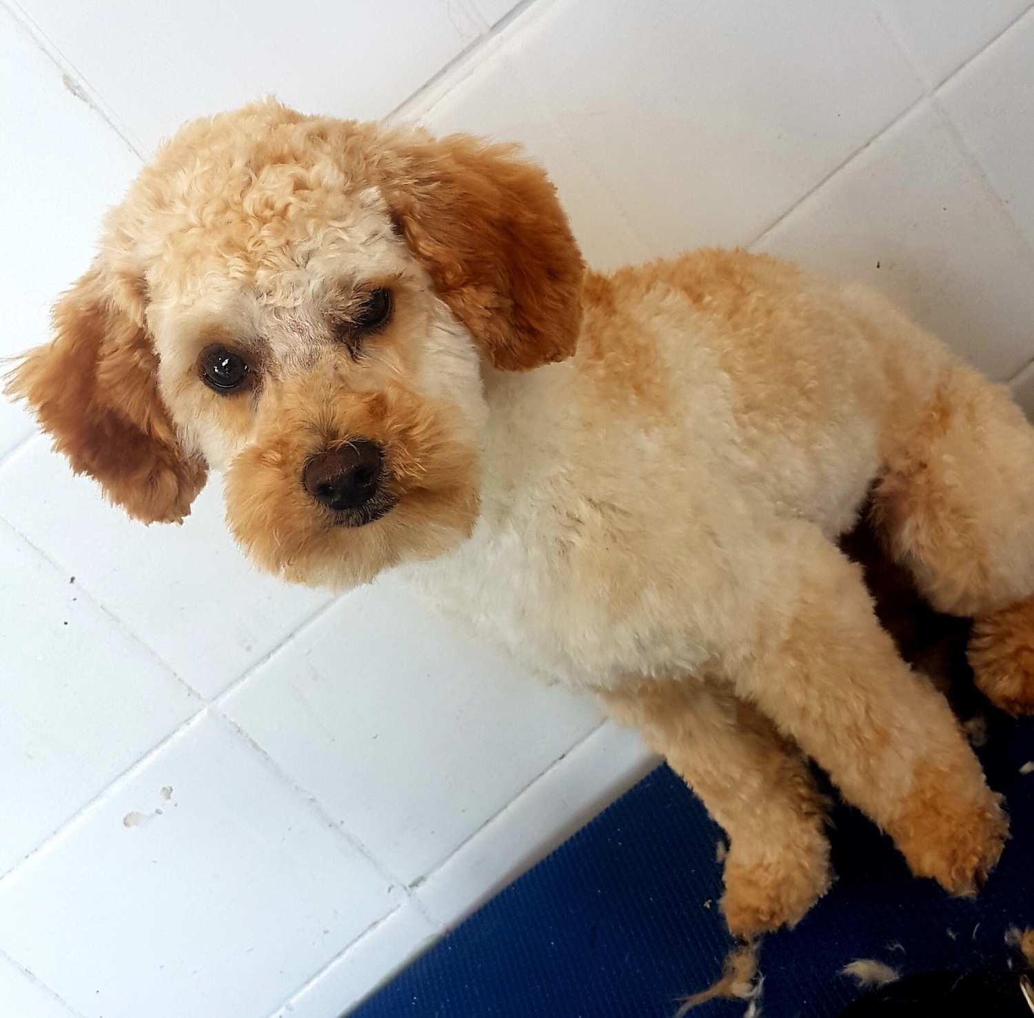 K9 Kutz dog grooming gallery