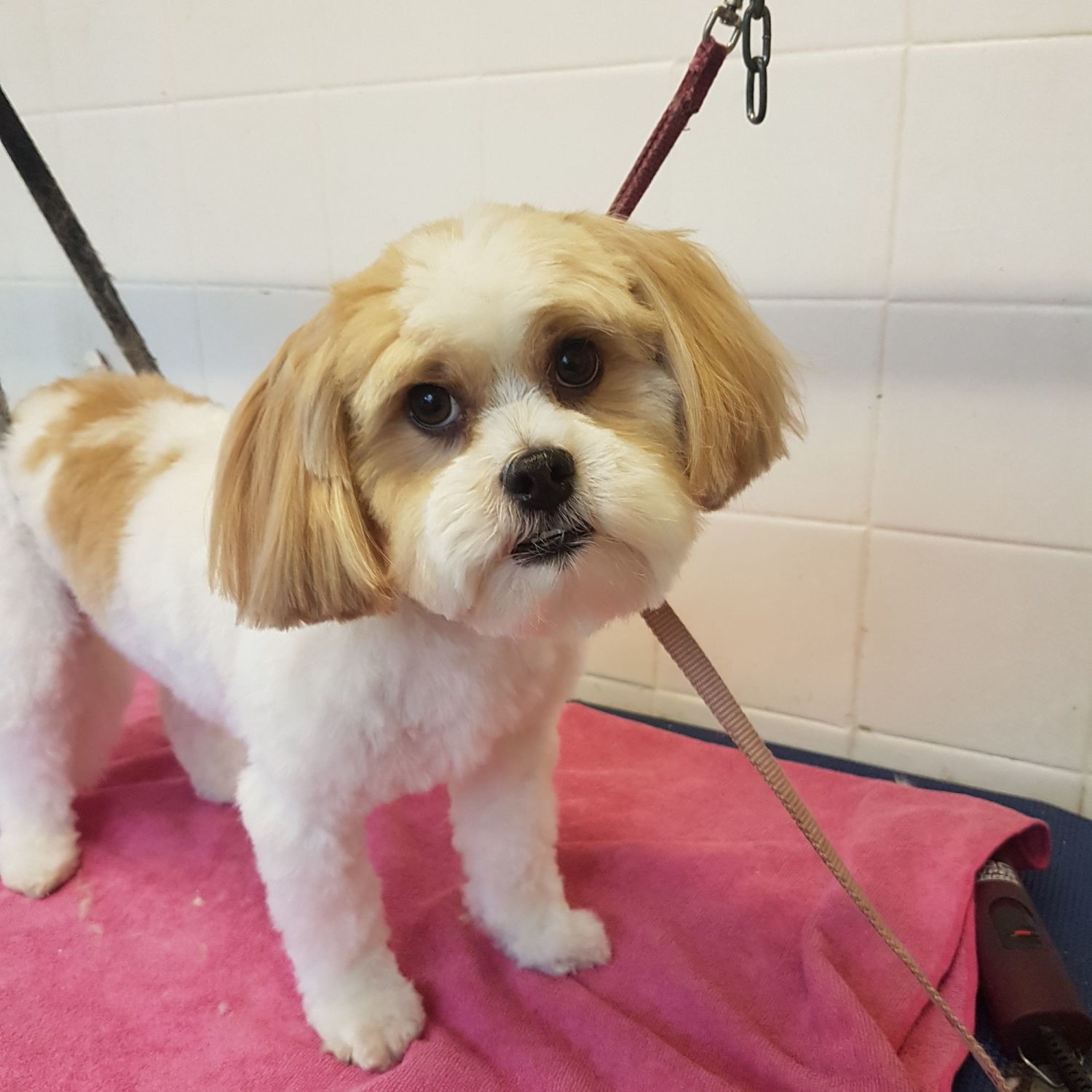 K9 Kutz dog grooming gallery