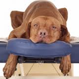 Relax with Reiki dog