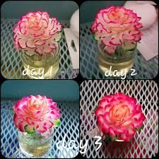 Scentsy Fragrance Flower trend pink