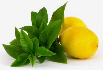 lemon picture