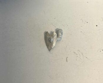 DW34: 28mm Dwarf Cavalry Shield Arm