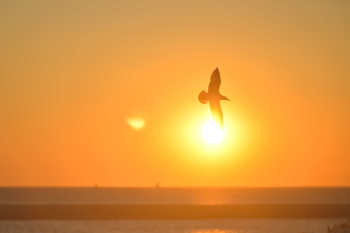 Bird flies at sunset