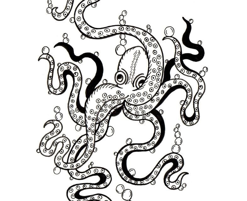 Octopus Drawing By Artist Sharon Godwin www.sgodwinstudio.co.uk